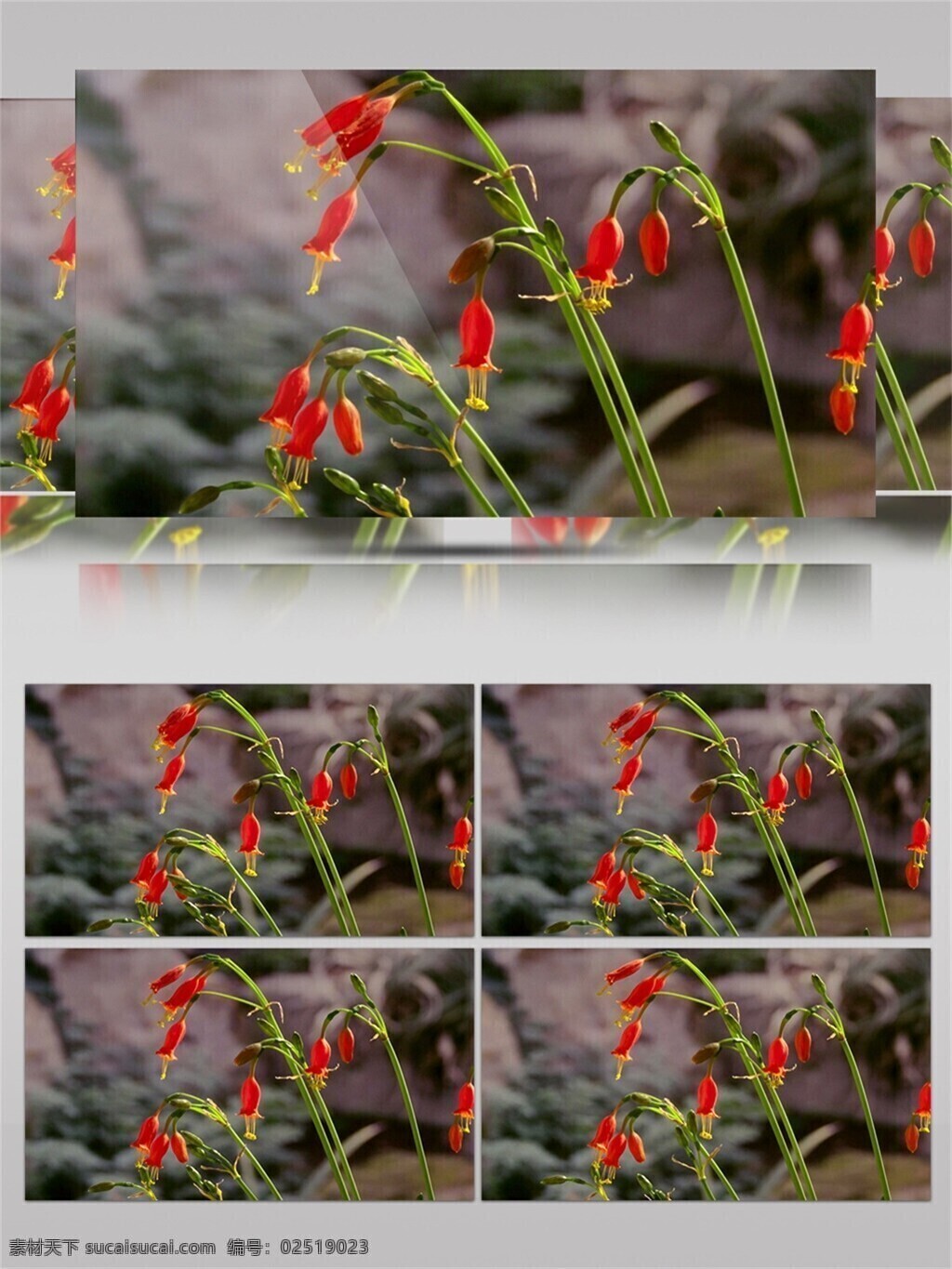 吊兰 花开 视频 音效 红色 植物 花卉 绿色 唯美 视频素材 视频音效
