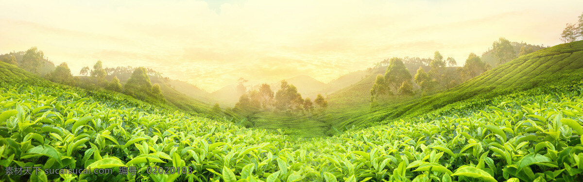 清新 绿色 茶园 banner 背景 植物 素 材