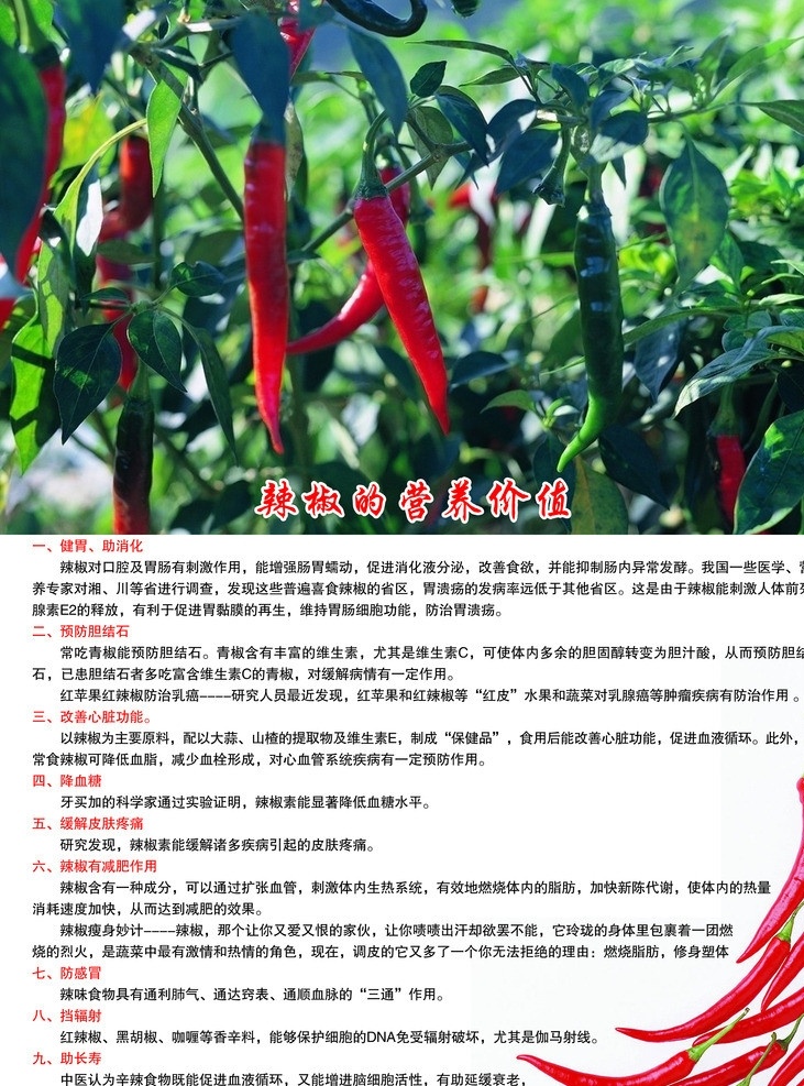 辣椒 营养 价值 菜谱 湘菜 川菜 dm宣传单 广告设计模板 源文件