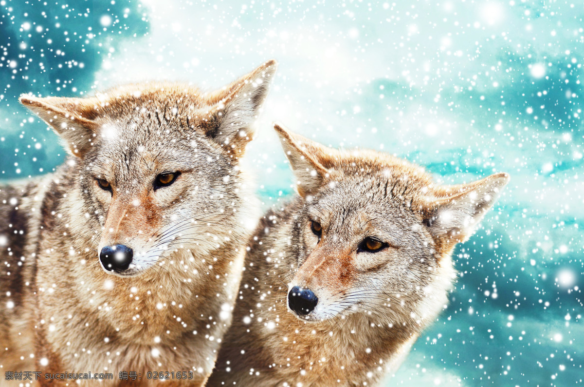雪地 里 狼 狼摄影 雪花 冬天 野生动物 动物素材 陆地动物 生物世界 白色