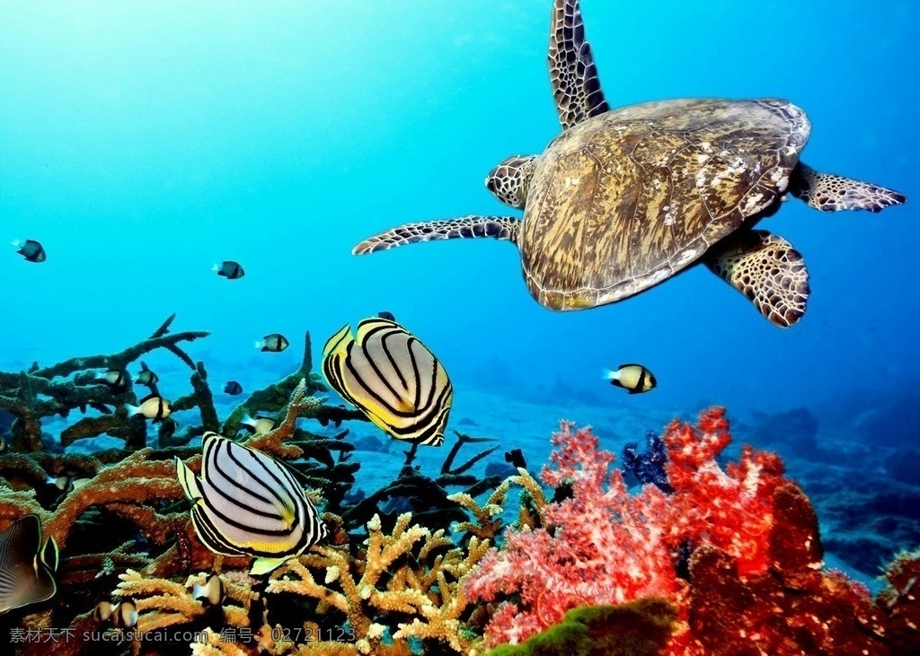 海洋生物 生物世界 海底世界壁纸 高清壁纸 唯美风光 海底风光 海龟 神仙鱼