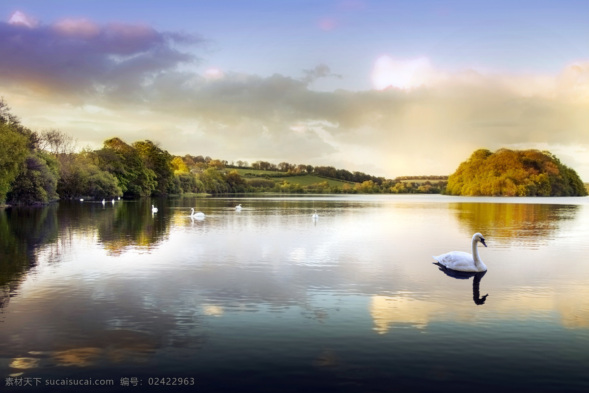 天鹅湖泊风景 天鹅湖 湖泊风景 湖面倒影 湖水 美丽风景 自然风景 美丽风光 美景 美丽景色 风景摄影 自然景观 黑色