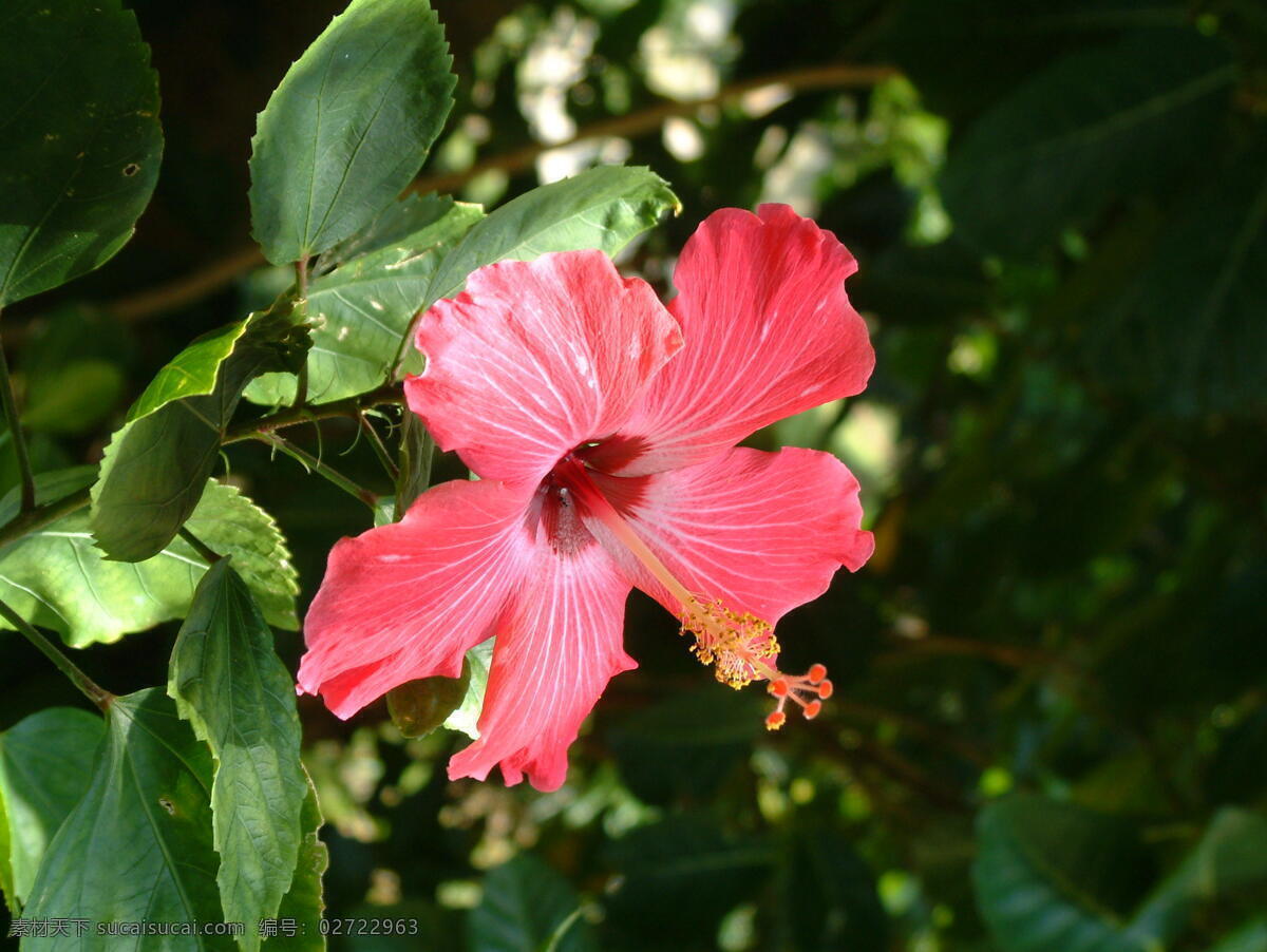 扶 桑花 背景 春季 花 花草 绿色 生物世界 自然 扶桑花 psd源文件