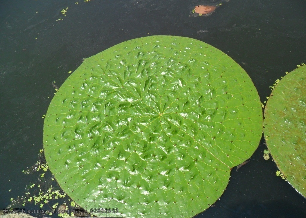 芡实 植物 水生植物 鸡头 鸡头米 鸡头苞 鸡头莲 花草 生物世界