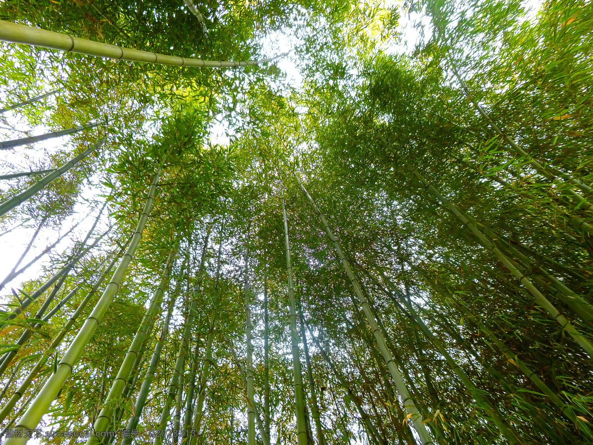 翠竹 绿色 毛竹 生物世界 树木树叶 竹 竹林 竹子 林子 密林 楠竹 竹子素材 竹林图片 矢量图 日常生活