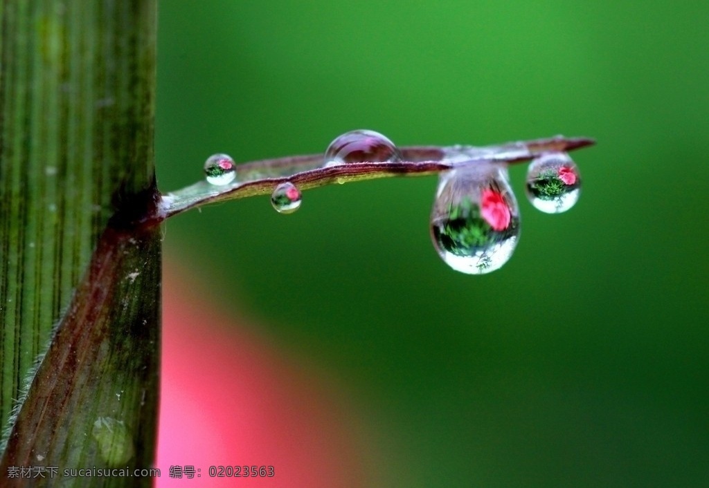 露珠 清晨 早晨 竹叶 竹笋 红花 自然 绿色 红色 花草 生物世界