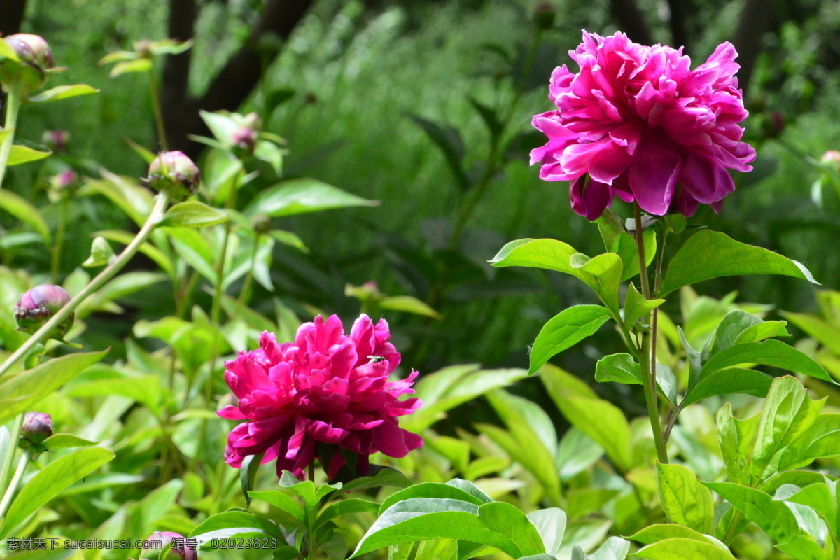 芍药花 芍药 将离 离草 花卉 花儿 花骨朵 花草 植物 园林绿化 绿化景观 花朵 花蕊 园艺 芍药牡丹 生物世界