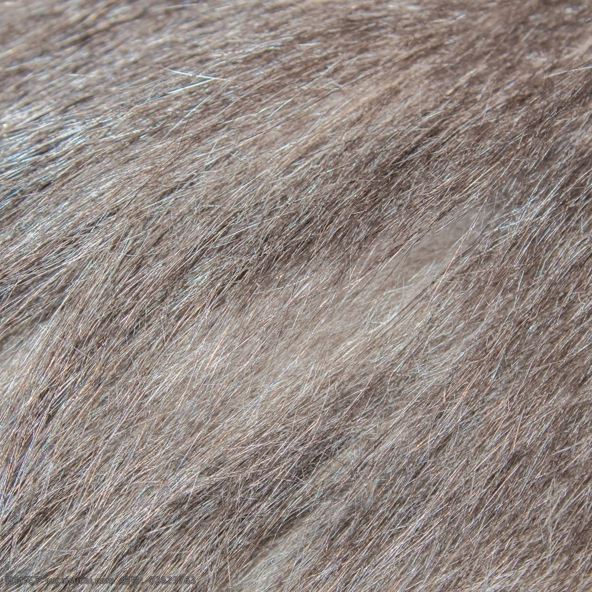 动物 毛发 细节 图 实拍 动物皮毛 动物毛发实拍 棕色 爱护动物 野生 中年动物毛发