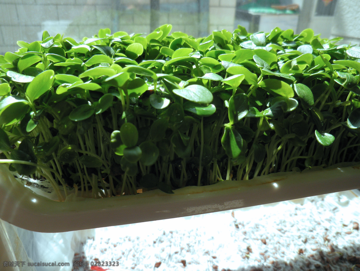 香椿苗 阳台 蔬菜 绿色 花卉 绿叶 绿茎 香料 植物 花草 家庭种植 春天 生物世界