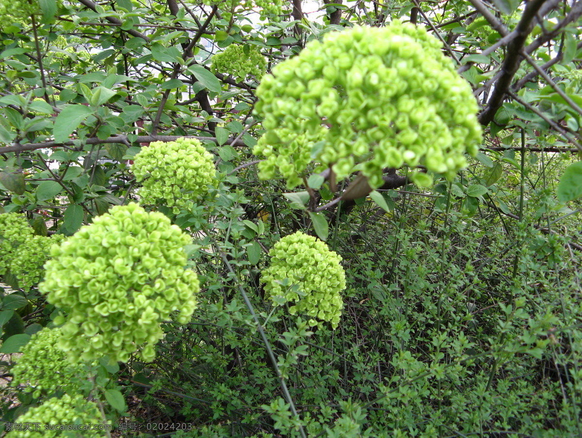 八仙花 绣球 绣球花 树木树叶 生物世界