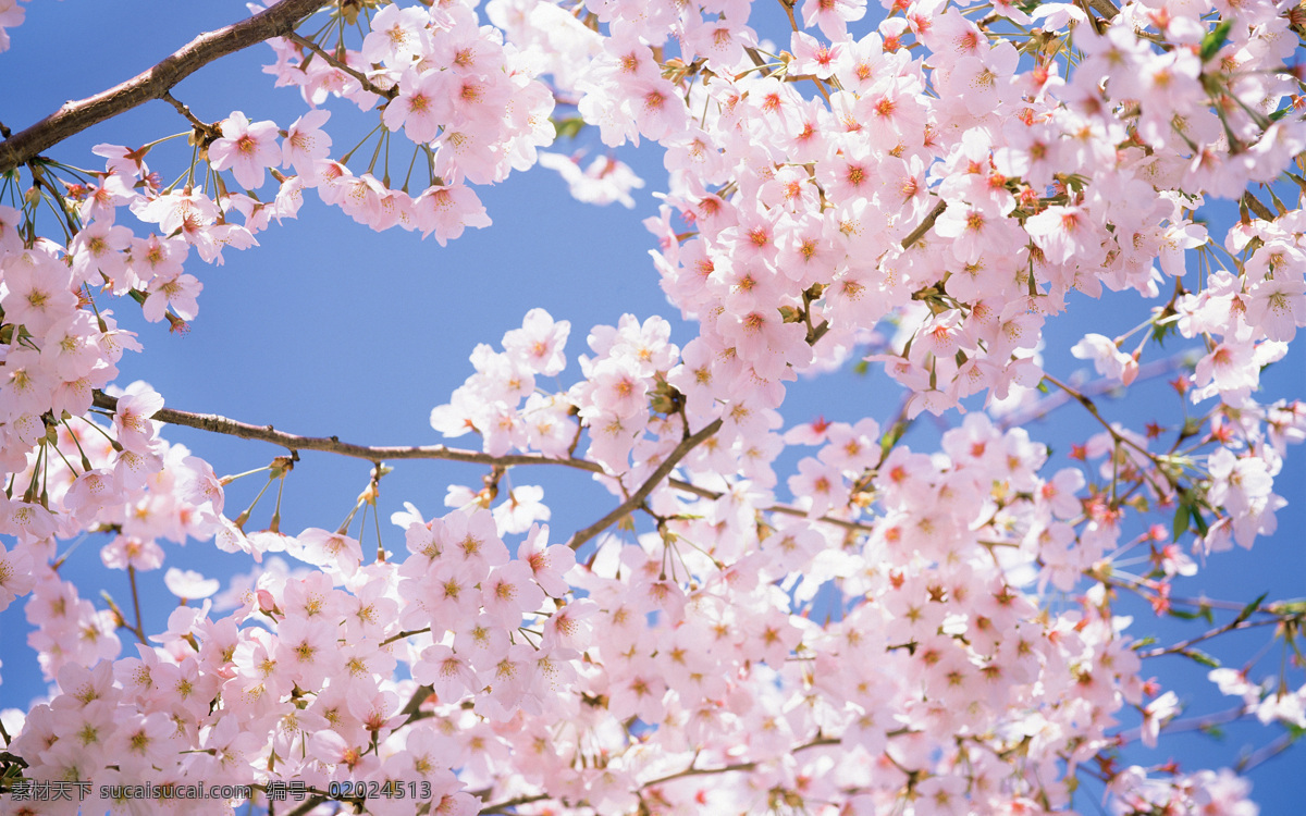 樱花 粉色樱花 蓝天白云樱花 彭园樱花节 樱花林 樱花特写 花卉 生物世界 花草