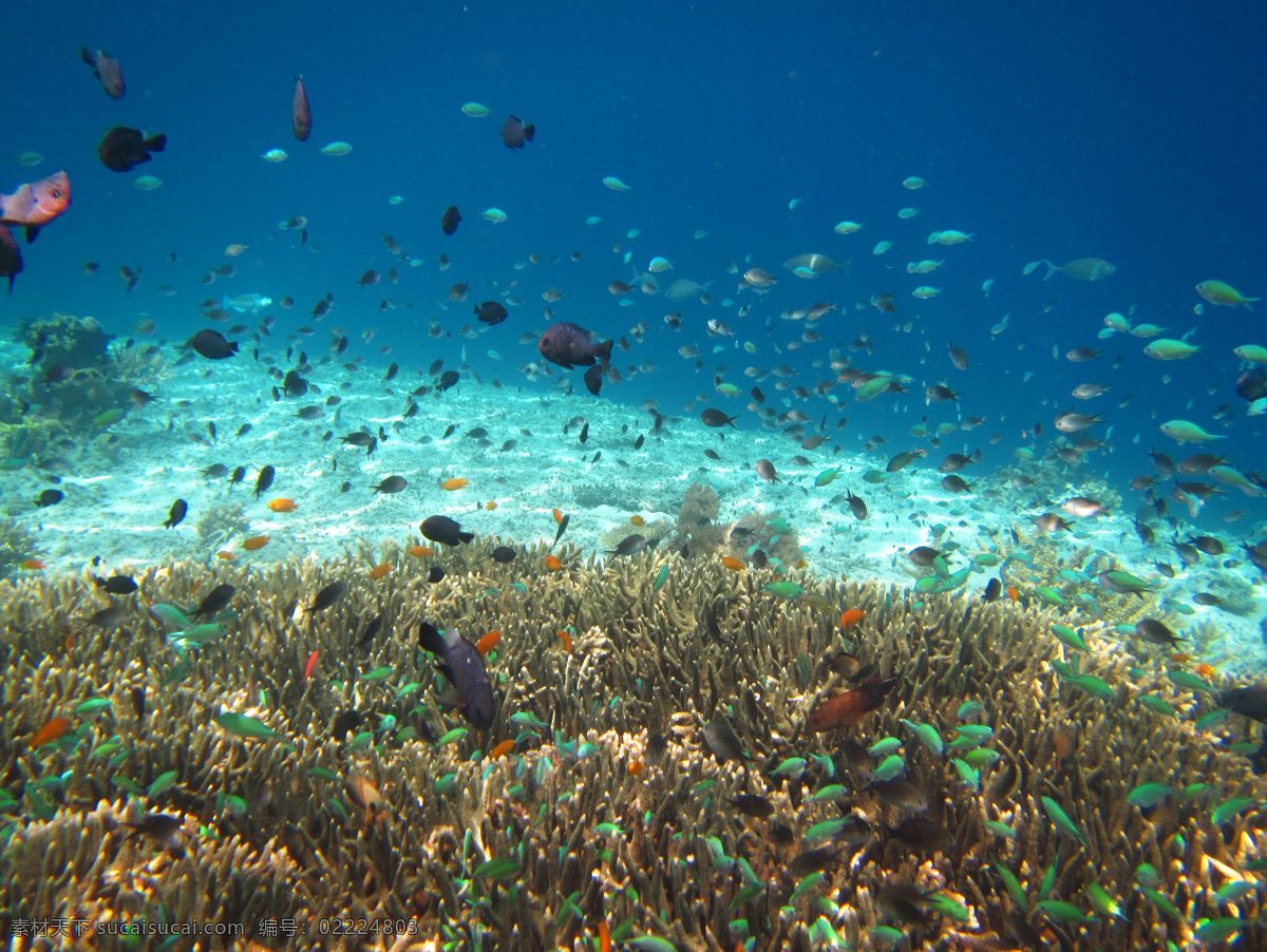 海底 世界 国外 生物世界 鱼类 底世界 小丑鱼 马达京 吉隆坡