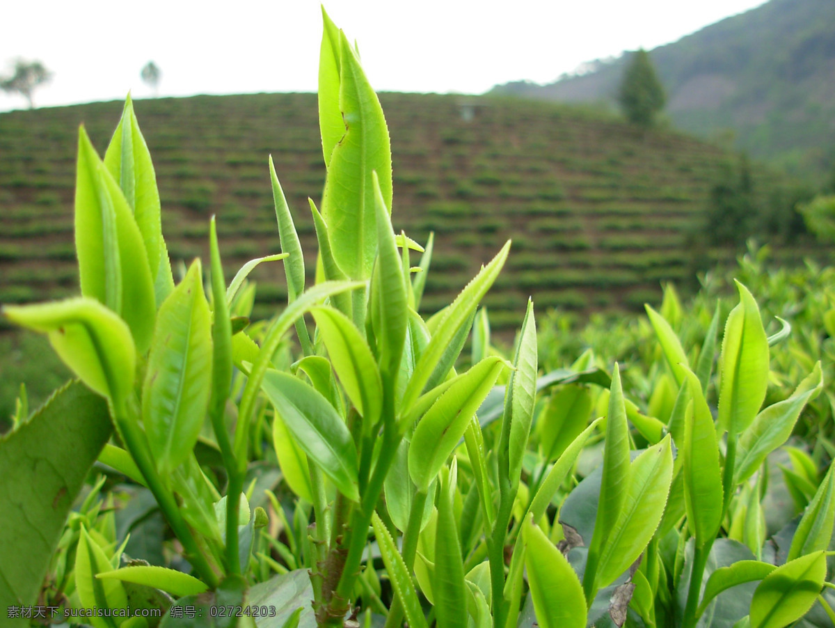 茶叶素材 茶叶 绿芽 茶园 绿色的茶叶 植物素材 茶树 青茶 绿茶 茶场 绿色植物 树木树叶 美景 生物世界