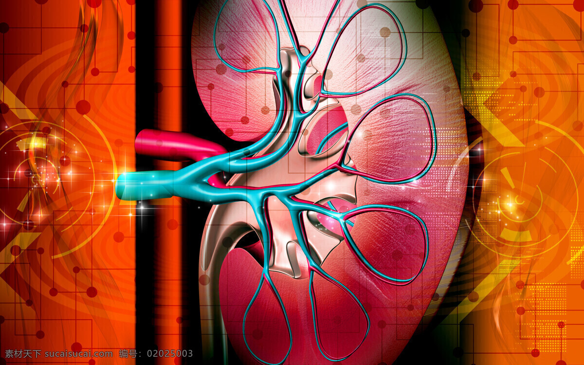 肾脏 血管 模型 人体器官 医疗 医学 医疗护理 现代科技