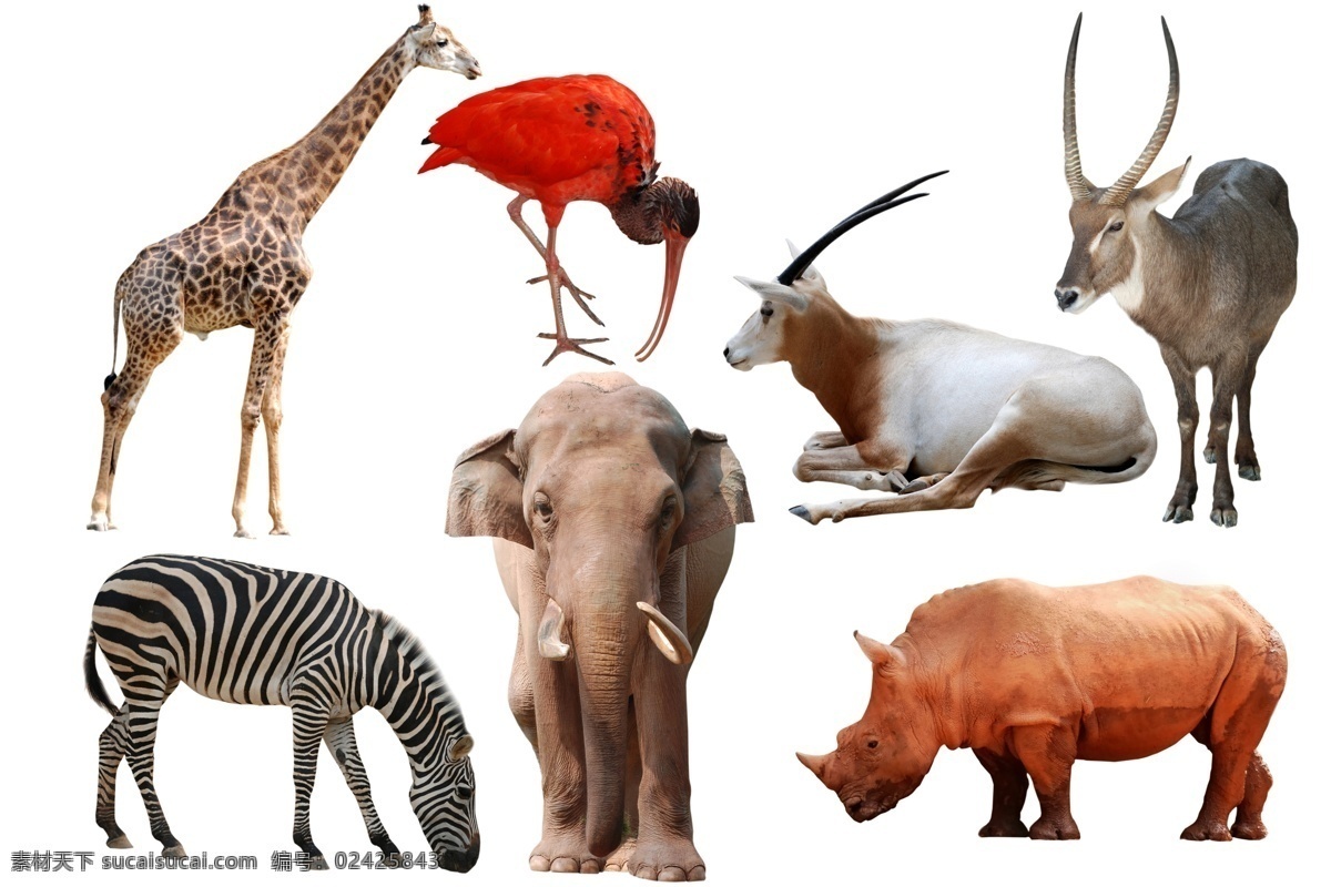 稀有 动物 合 辑 长颈鹿 羚羊 斑马 大象 犀牛 陆地动物 生物世界