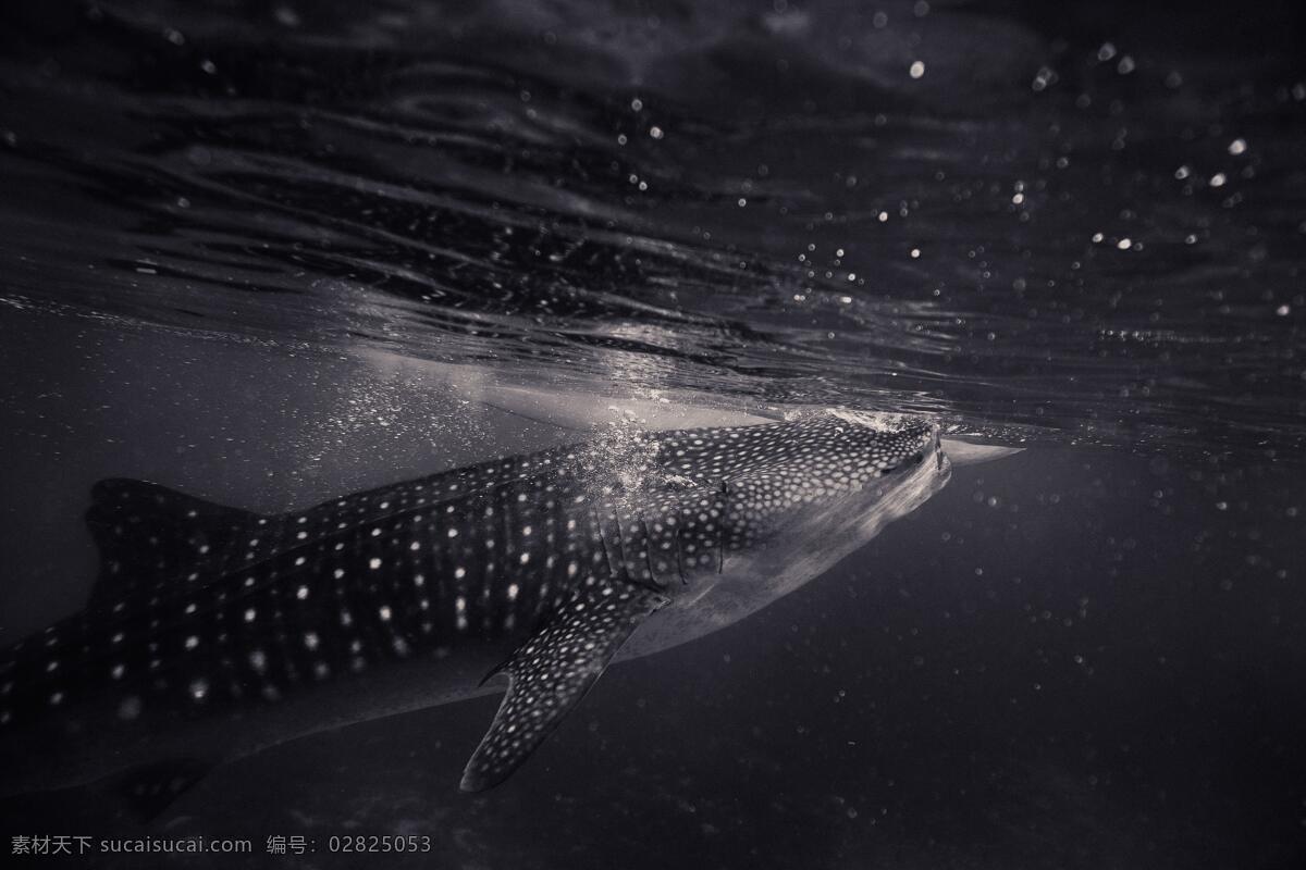 海底世界 海底 珊瑚 海龟 热带鱼 咸水鱼 海洋生物 海洋景观 鲸鱼 鲨鱼 乌龟 鲤鱼 钓鱼 金鱼 锦鲤 大海 海鱼 海洋馆 海洋世界 海洋 海底总动员 海豚 海底背景 海洋背景 水族馆 水族世界 深海鱼宫 水下世界 海底鱼 海洋鱼 海底生物 鱿鱼 鱼群 虾 水母 海马 河鱼 观赏鱼 生物世界 其他生物