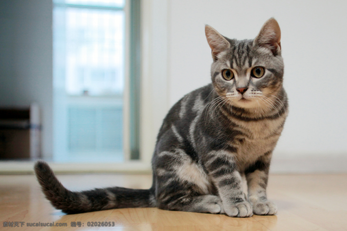 英国短毛猫 英短 美短 混血 猫 喵 宠物 家猫 生物世界 家禽家畜