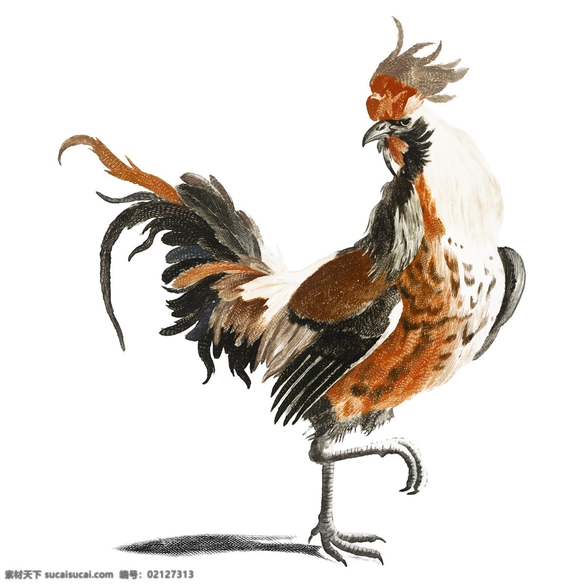 矢量鸡 卡通鸡 手绘鸡 鸡插画 鸡插图 素描鸡 彩色鸡 水彩鸡 动物 生物世界 家禽家畜