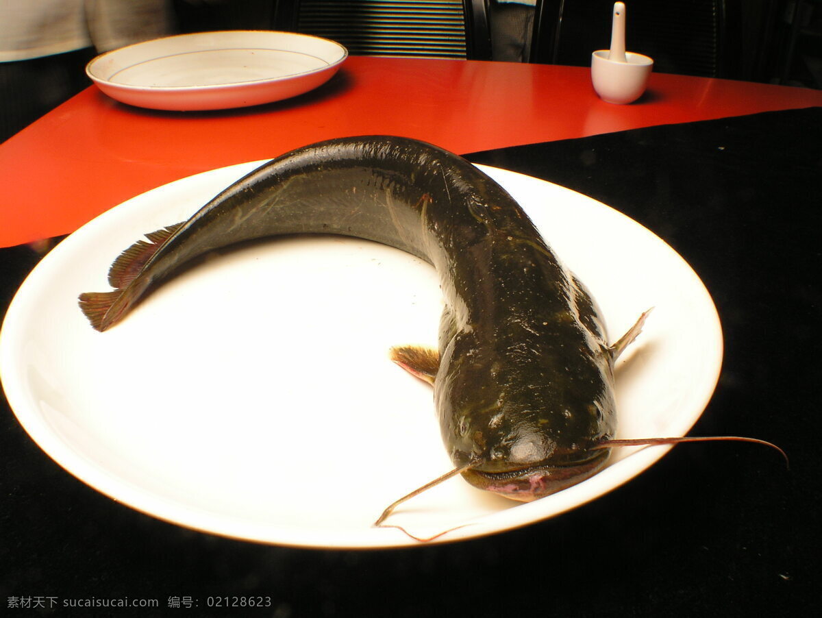 野生鲶鱼 鲜活 海鲜 新鲜海产品 水产品 生物世界 鱼类