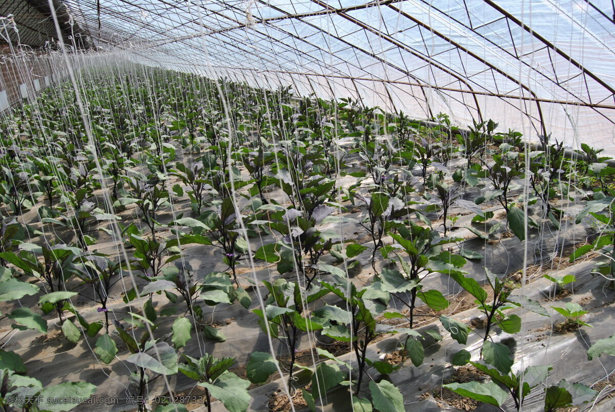 茄子秧 大棚 吊绳 蔬菜 紫茄子 地膜 有机 绿色 无公害 植物 生物世界