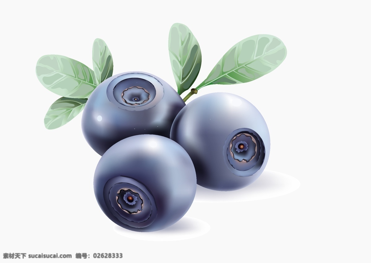 蓝莓 新鲜蓝莓 卡通水果 果实 矢量水果 餐饮美食 生活百科 矢量素材 白色