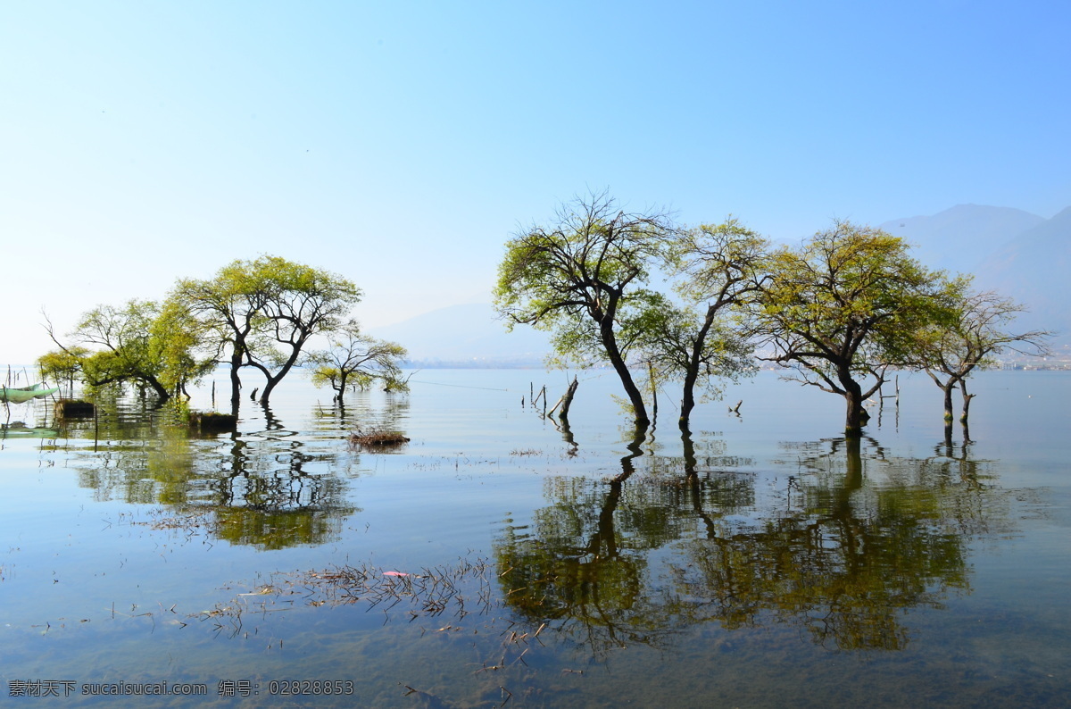 洱海 树 湖 美景 绝美 宁静 自然 清新 苍山洱海 高原湖泊 自然风景 旅游摄影
