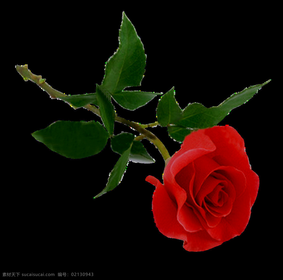 玫瑰图片 玫瑰 白玫瑰 红玫瑰 蓝玫瑰 玫瑰花 黄玫瑰 鲜花 花朵 花 植物 花瓣 花卉 png图 透明图 免扣图 透明背景 透明底 抠图 生物世界 花草