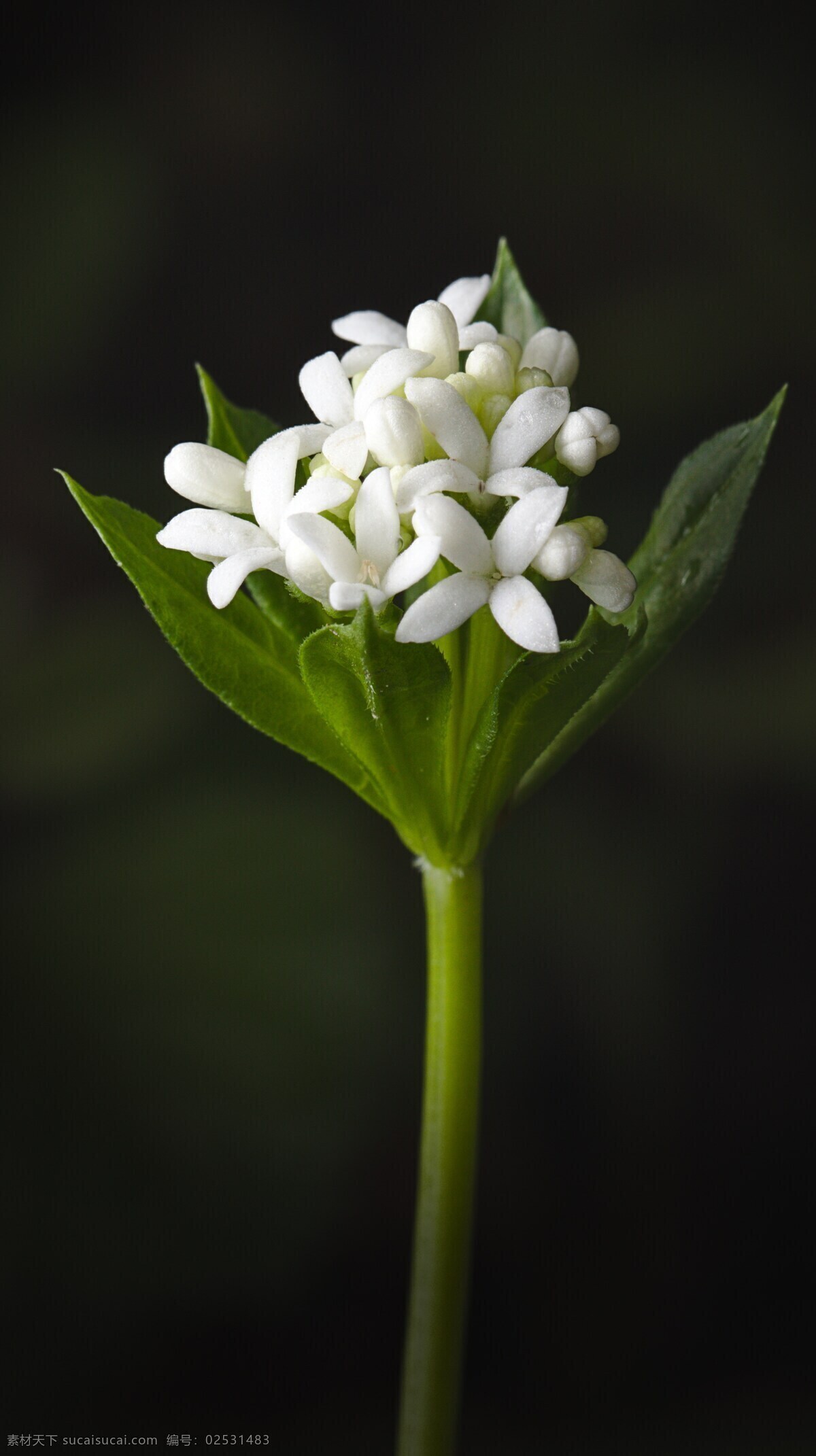 花花 花 花朵 各类花 花实拍 植物 花朵高清 多媒体 实拍 花草 生物世界