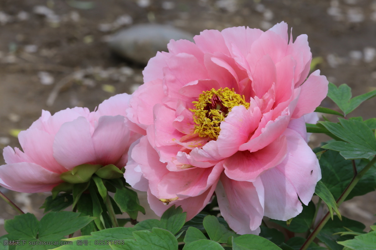 牡丹花 牡丹 观赏花卉 鼠姑 木芍药 百雨金 洛阳花 花朵 花瓣 花蕊 花卉 花儿 花草 植物 园林绿化 绿化景观 芍药牡丹 生物世界