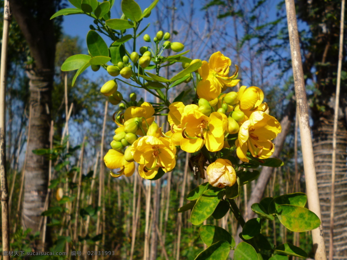 黄花槐 花卉 槐树 绿叶 植物 黄色 花草 生物世界