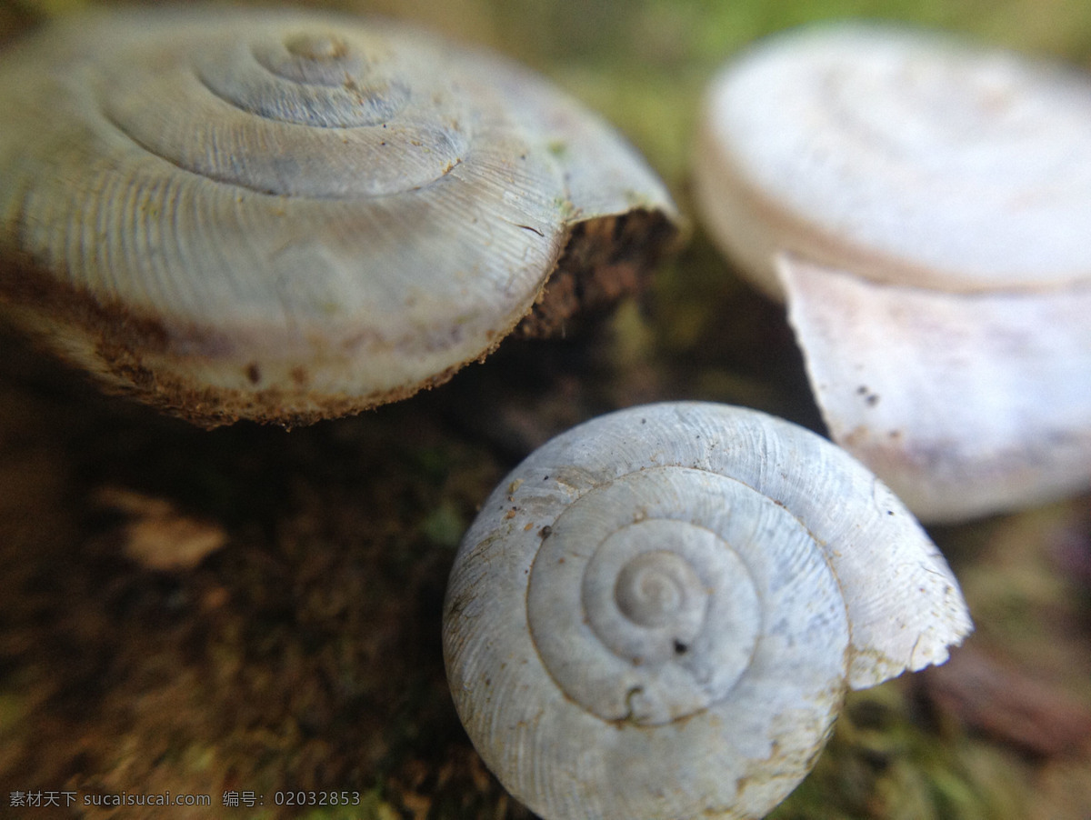 微距蜗牛 微距 蜗牛 昆虫 动物 自然 摄影类 生物世界