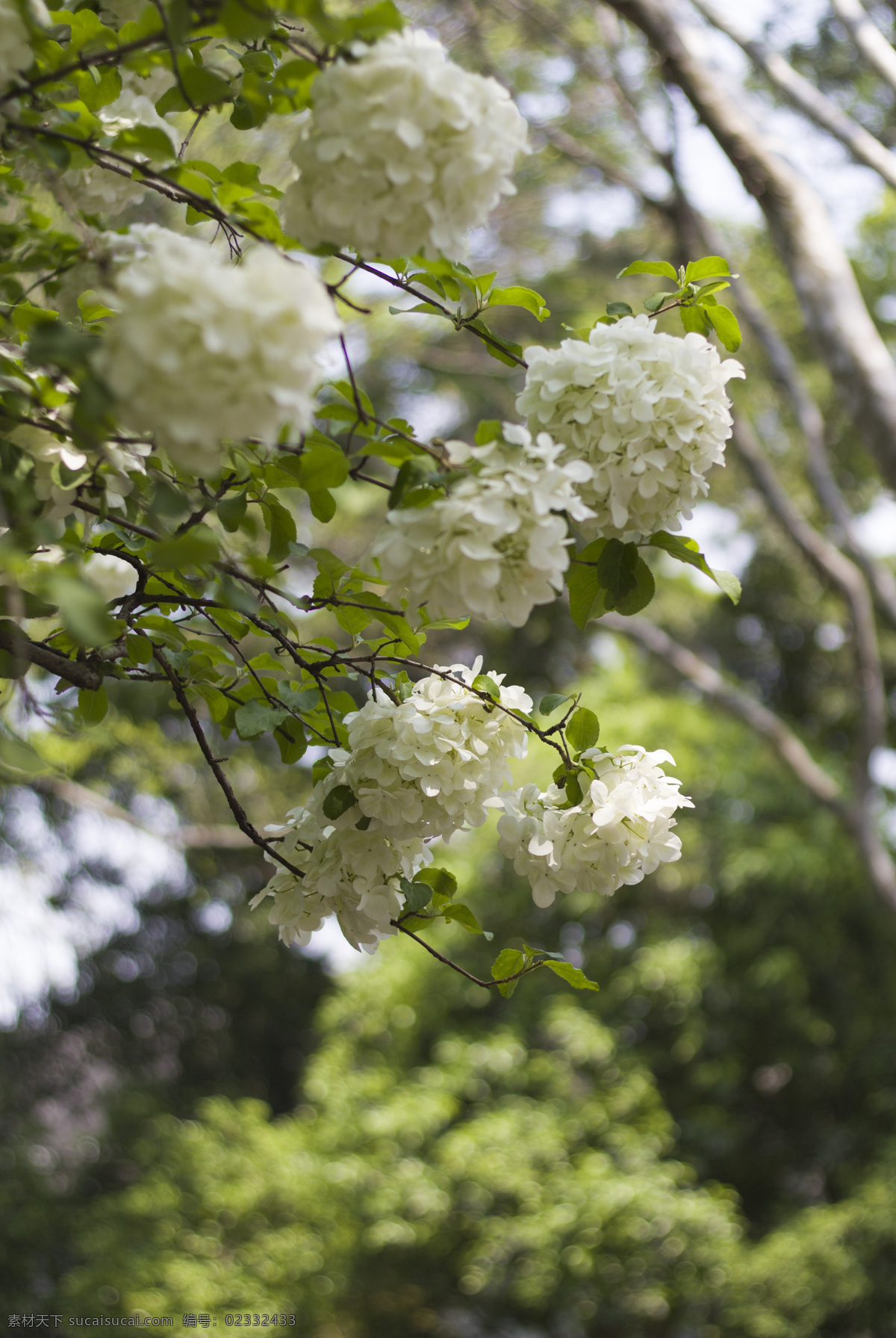 琼花 春季 春天 自然 花卉 植物 生物世界 花草