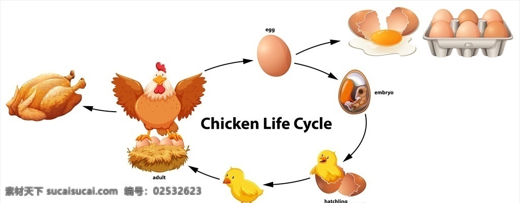 卡通鸡 鸡 家畜 卡通 动物 手绘 畜牧业 农业 小鸡 鸡蛋 卡通动物生物 卡通设计