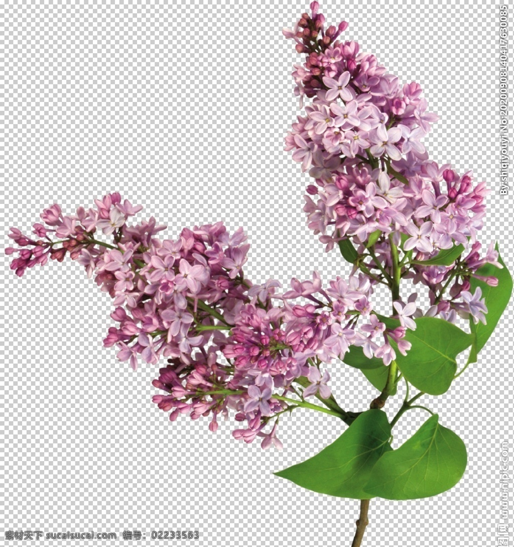 丁香花图片 丁香 丁香花 百结 情客 紫丁香 子丁香 洋丁香 紫花 白花 粉花 蓝花 紫色小花 白色小花 粉色小花 蓝色小花 鲜花 花朵 花 植物 花瓣 花卉 png图 透明图 免扣图 透明背景 透明底 抠图 生物世界 花草
