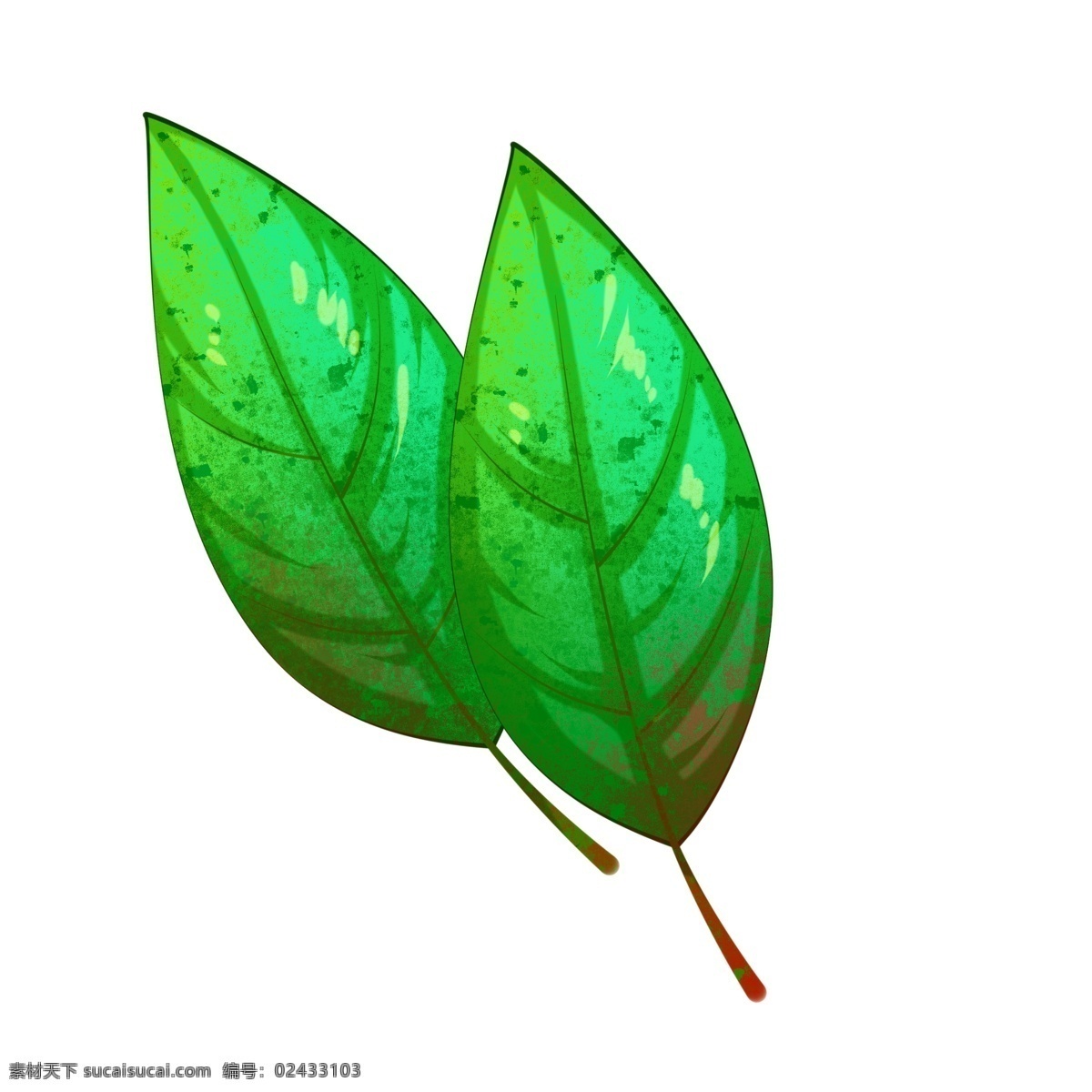 两片绿色树叶 叶片 绿叶 植物