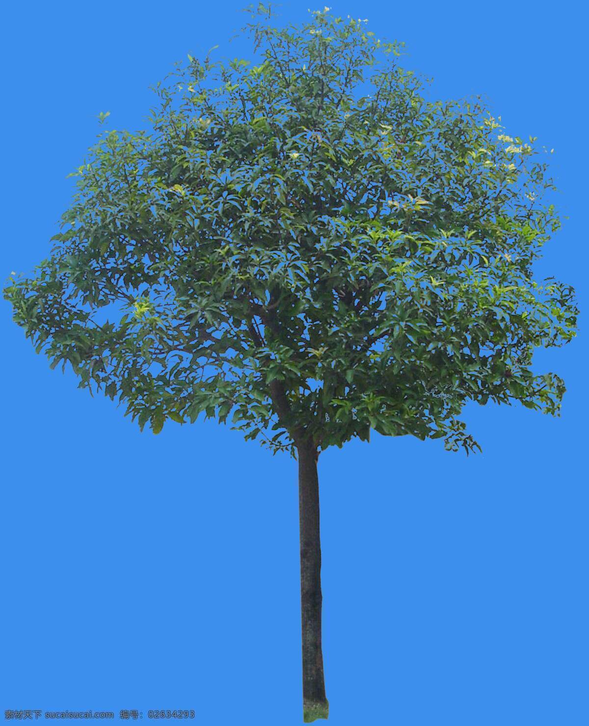 芒果 果树 灌木 类 植物 园林植物 灌木类 配景素材 园林 建筑装饰 设计素材 3d模型素材 室内场景模型