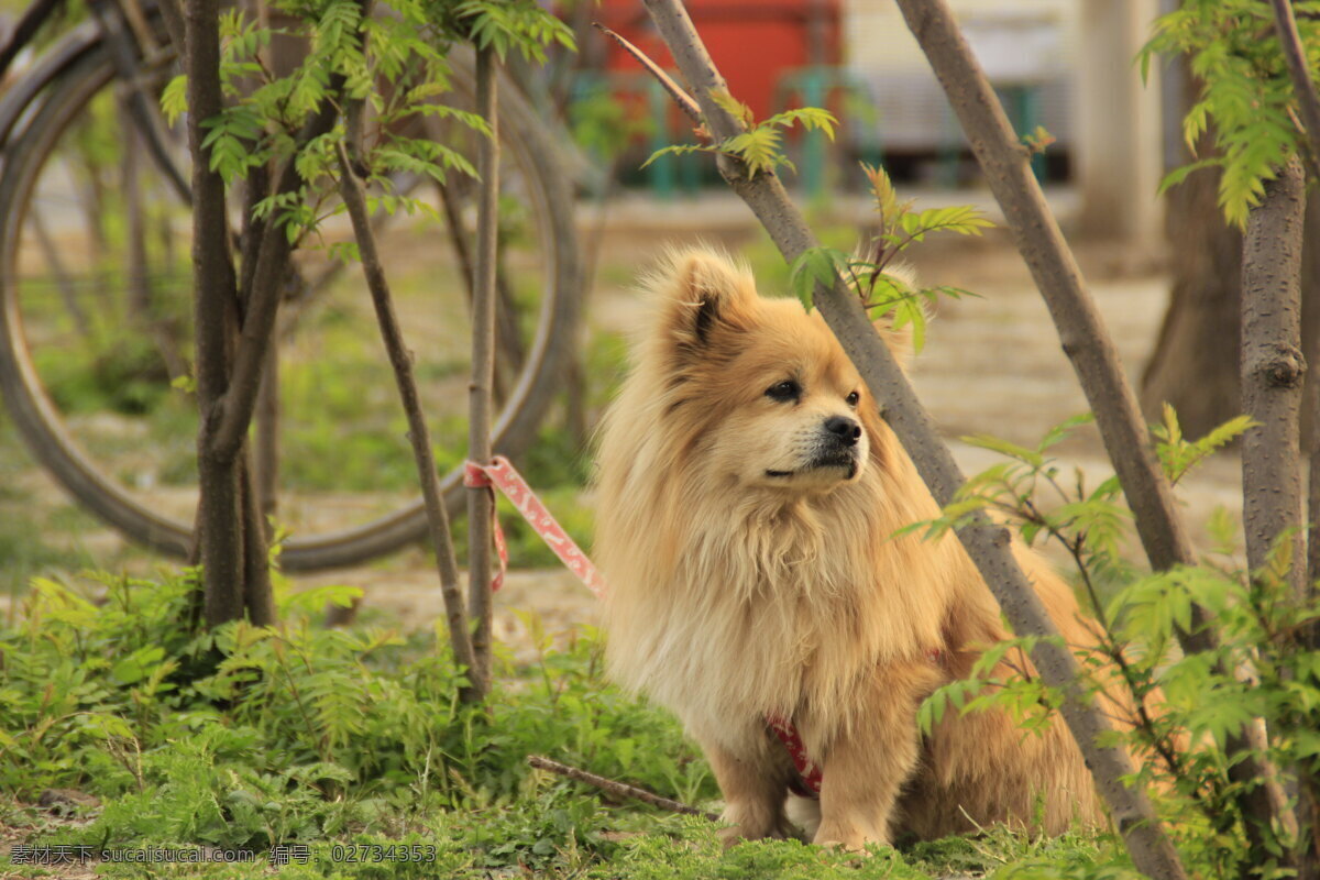 小狗 春天 动物 风景 家禽家畜 街拍 生物世界 psd源文件