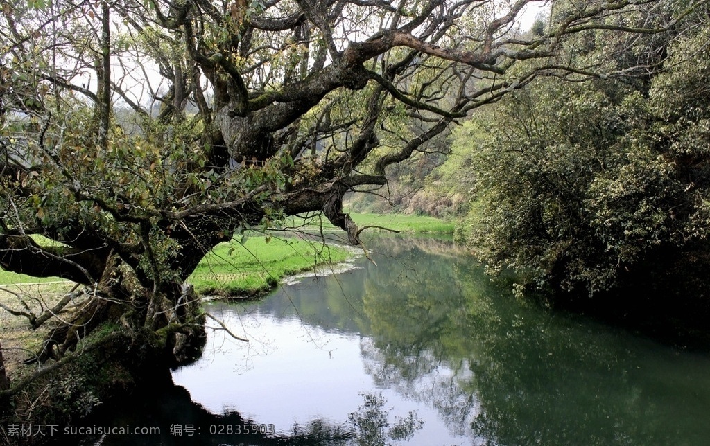 江西婺源 江西 婺源 小河 古树 倒影 自然景观 自然风景