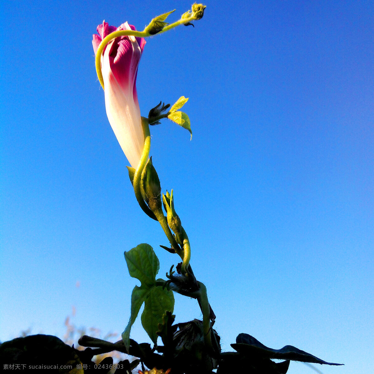 粉色 牵牛花 喇叭花 唯美 花朵 花卉 鲜花