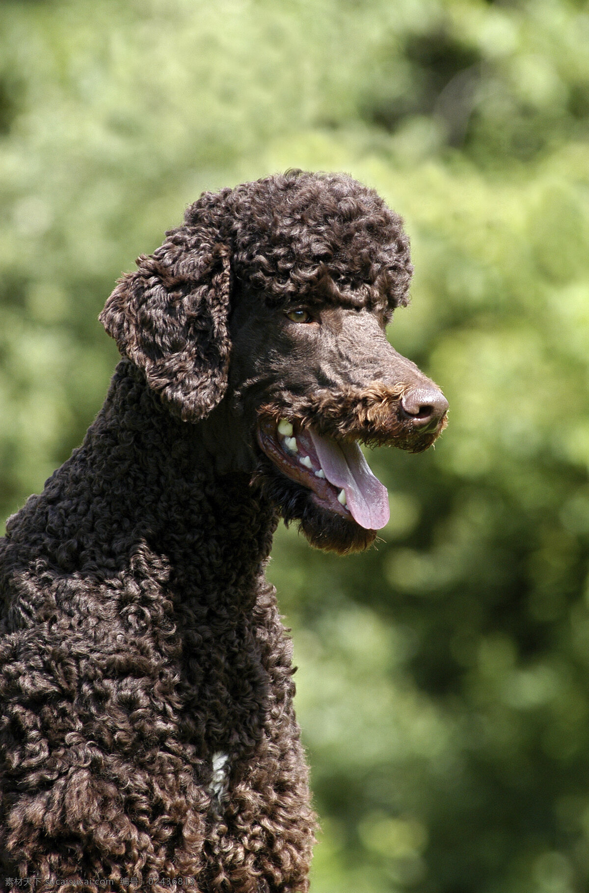 卷毛宠物狗 小狗 犬 小狗图片 宠物狗 名贵犬种 宠物狗图片 可爱 小狗图片大全 宠物 小动物 陆地动物 生物世界 黑色