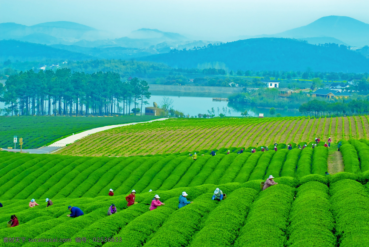 茶园 茶山 茶田 采茶的人 远山 自然风景 自然景观 田园风光