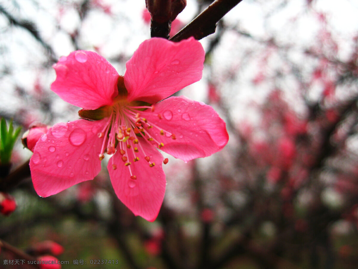 桃花 特写 花草 花特写 生物世界 水滴 桃花特写 水滴在花上 psd源文件