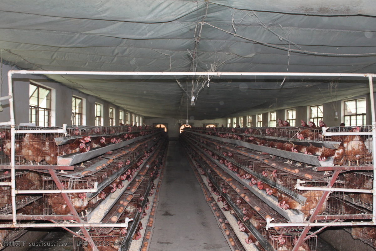 鸡 养殖 温室 养鸡场 养鸡场投资 人工养殖 生物世界 家禽家畜