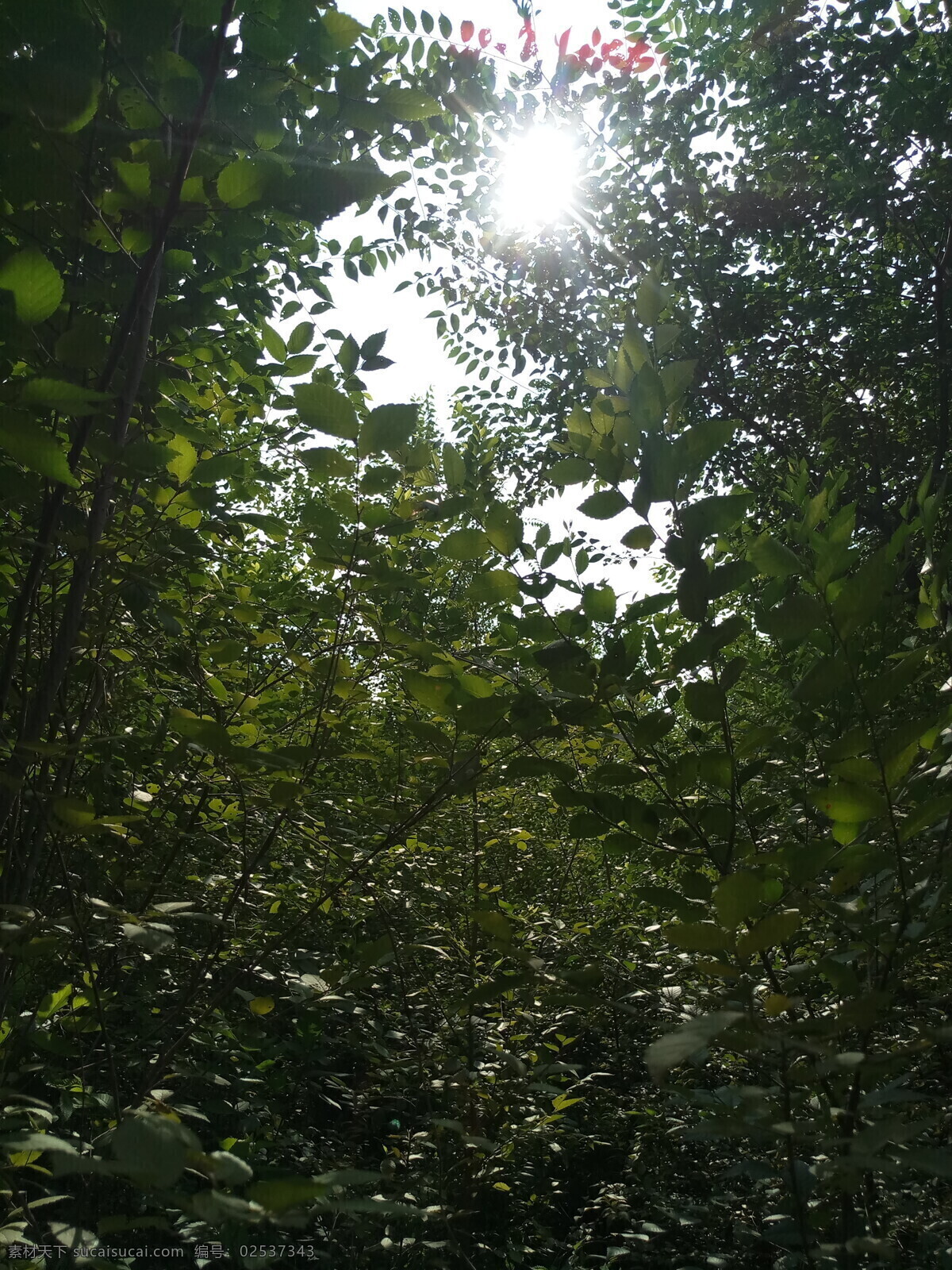 树枝 树干 绿叶 叶子 树叶 夏天 夏季 绿色 夏季绿植 生物世界 树木树叶