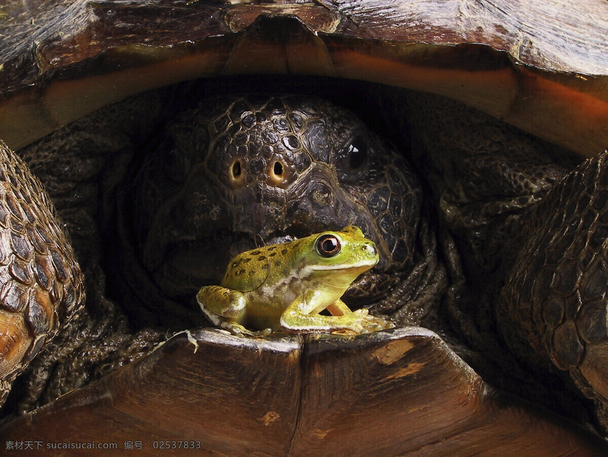 停 海龟 身上 青蛙 动物 两栖动物 陆地动物 生物世界