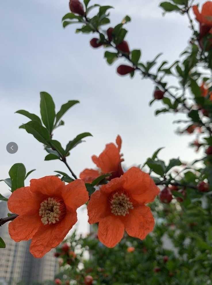 石榴花 小红花 花朵 树植 春色 野花 生物世界 花草