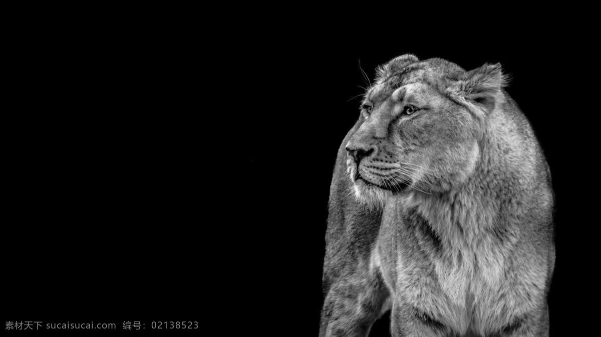 母狮子图片 狮子 大狮子 母狮子 雄狮 凶兽 动物 生物世界 野生动物 保护动物 珍稀动物 国家保护 频临灭绝 猛兽 野兽 兽类 凶猛
