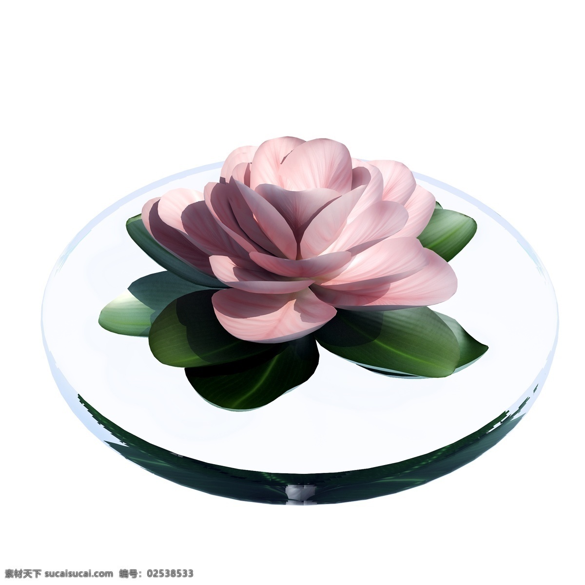 立体 粉色 荷花 图 花朵 创意 套图 png图 莲花 开花 花卉 3d 池塘 夏季 小花