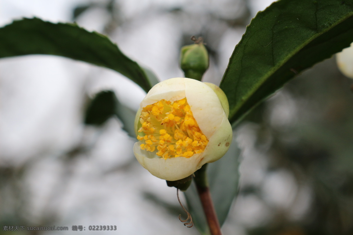茶花 花 绿叶 花蕊 黄蕊 花瓣 白花 绿茶 生物世界 花草