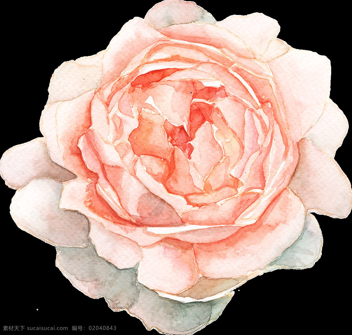 芳香 粉色 花朵 卡通 透明 水彩 免扣 手绘 透明素材 装饰 设计素材 淘宝素材 海报设计装饰 装饰图案